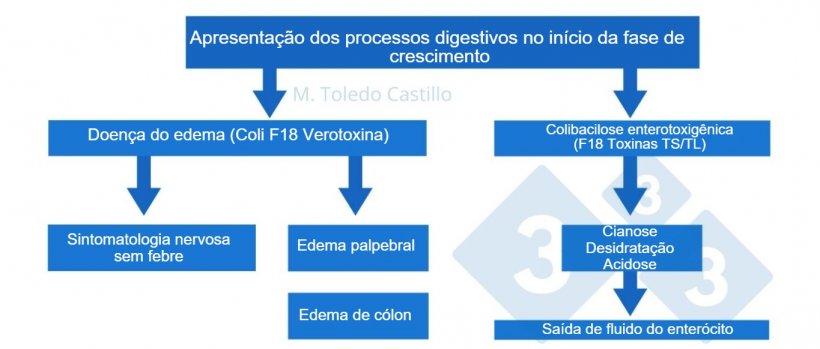 Esquema 1. Patog&ecirc;nese dos processos colibacilares no in&iacute;cio da fase de crescimento do su&iacute;no.
