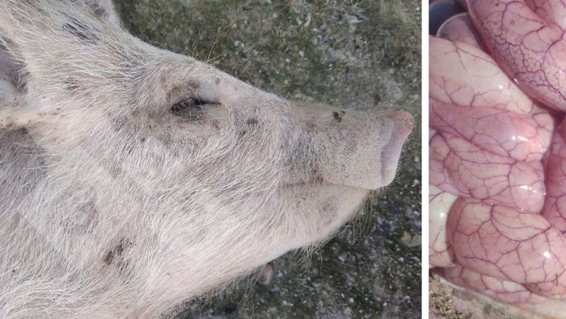 Foto 3 e&nbsp;4: Aspecto do intestino de um leit&atilde;o afetado por Colibacilose.
