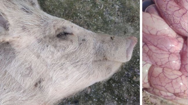 Foto 3 e 4: Aspecto do intestino de um leitão afetado por Colibacilose.