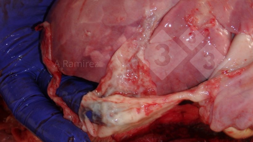 Figura 2: Foto de um exsudato fibrinoso / fibroso na superf&iacute;cie do pulm&atilde;o. A fibrina e o par&ecirc;nquima pulmonar s&atilde;o amostras a serem coletadas no diagn&oacute;stico de G. parasuis.
