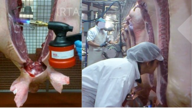 Figura 1: Avaliação da carcaça e da gordura na linha pelo nariz humano.