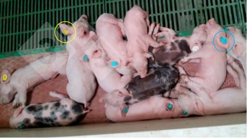 Imagem 4. Leit&otilde;es com brincos de cores diferentes em decorr&ecirc;ncia da n&atilde;o conformidade com o TD-TF.
