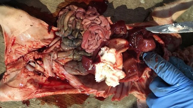 Figura 2. Leitão de quatro dias com hemoperitônio e hemotórax com o estômago cheio.