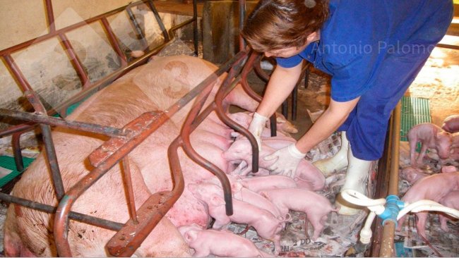 Foto 1. Fornecimento de colostro para leitões recém-nascidos (Palomo, A).