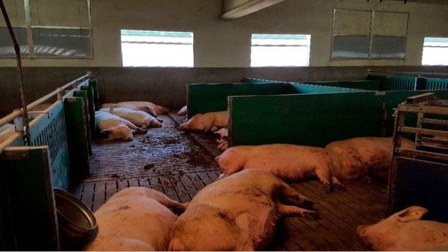 Imagem 1. É importante responder nutricionalmente às altas demandas nutricionais das matrizes hiperprolíficas no final da gestação para reduzir os problemas neonatais pós-parto.