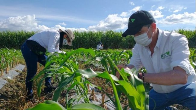 
Datas para o ciclo de semeadura do milho Colômbia