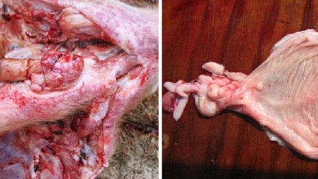 Foto 1. Necropsia de um suíno de terminação com PSC, observe as hemorragias nos gânglios faríngeos e na bexiga.