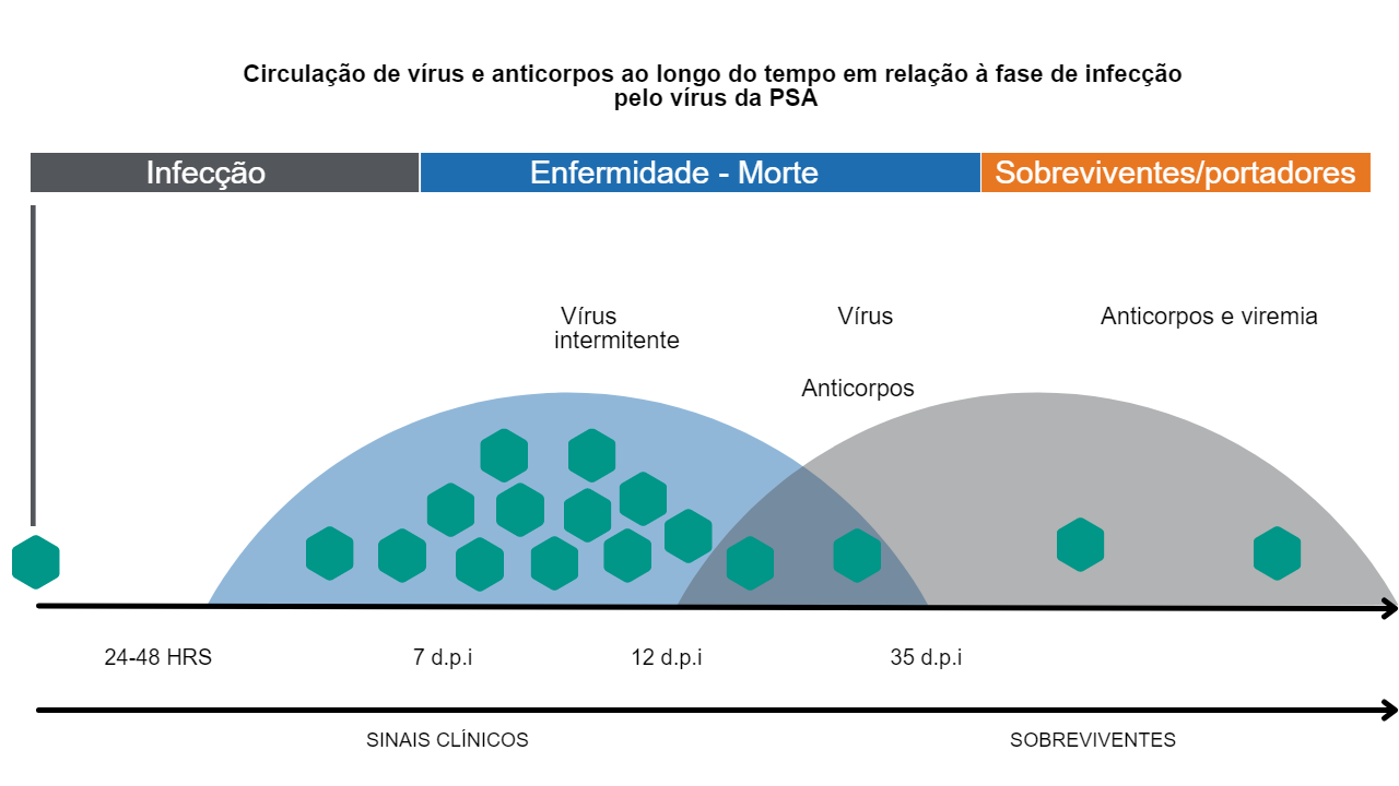 Fonte: Adaptado do Manual de Detec&ccedil;&atilde;o e diagn&oacute;stico da Peste Su&iacute;na Africana.&nbsp;FAO.
