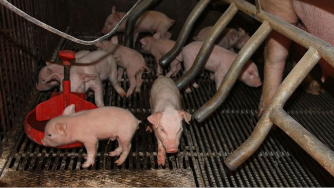 Suplementação de leitões lactantes