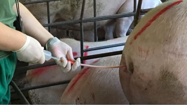 Acervo pessoal - Prof. Fernando Bortolozzo.