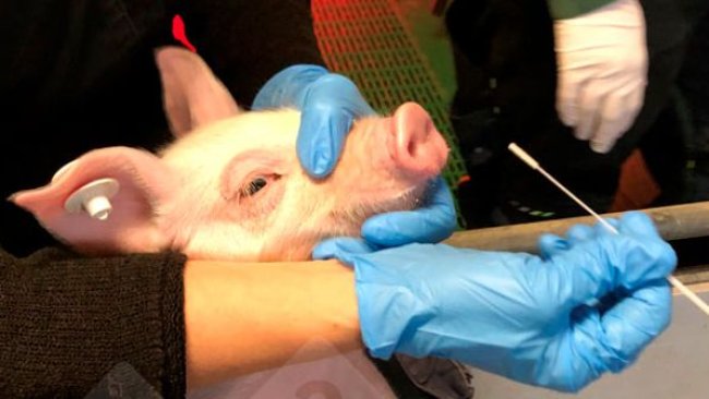 Imagem 1: Amostragem de um leitão por swab nasal (esquerda). Swab nasal em meio de proteção para vírus (direita).