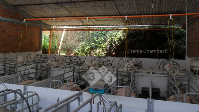 Sala de maternidade, Granja Chambac&uacute;. Las Lajas Agropecuaria S.A.S.

