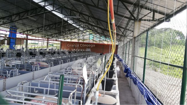 Sala de maternidade, Granja Córcega. Las Lajas Agropecuaria S.A.S.