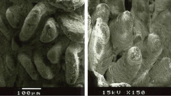 Figura 2. Imagem de microscópio eletrônico da superfície da mucosa duodenal em leitões desmamados alimentados com A: dieta sem adição de fibra (altura de vilosidades: 538 µm) e B: lignocelulose a 1% (altura de vilosidades: 616 µm) (Adaptado de Silva-Guillen et al., 2022).