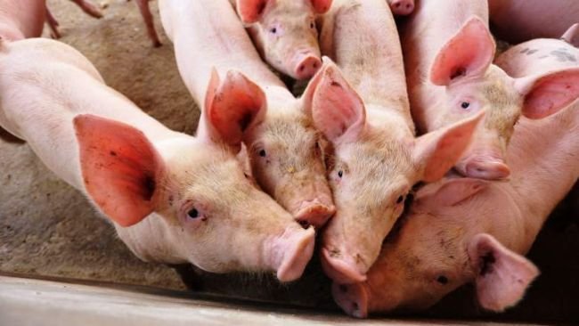 Fonte: Arquivo Secom - Governo do Acre.