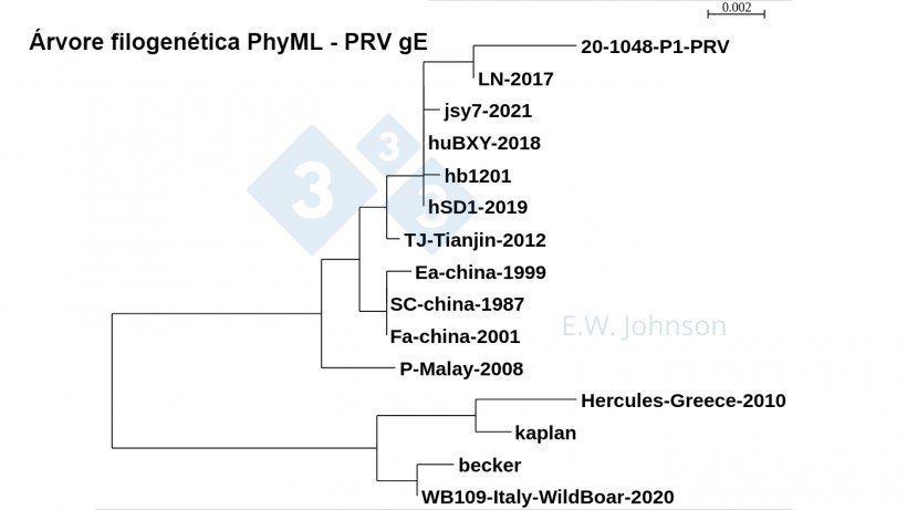 Imagen 5. &Aacute;rvore filogen&eacute;tica PhyML - PRV gE mostrando cepas tipo 1 (kaplan/becker-like), cepas &quot;cl&aacute;ssicas&quot; tipo 2 (Fa/SC/Ea-like) e cepas tipo 2 de maior virul&ecirc;ncia (TJ/hb1201-like). Casos recentes de PRV, este caso [20-1048] e encefalite humana PRV hSD1-2019 s&atilde;o agrupados com TJ/hb1201.

