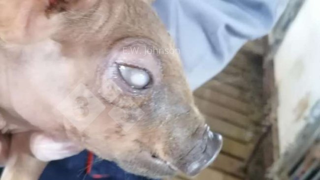 Imagem 1. Suíno com opacidade de córnea.