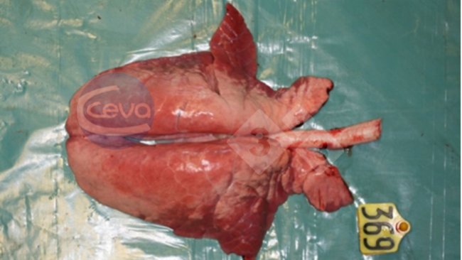 Imagem 1. Pulmão de suíno após infecção experimental com influenza A