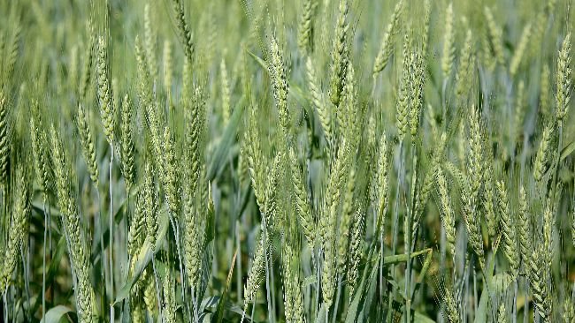 Fonte: Jaelson Lucas / AEN