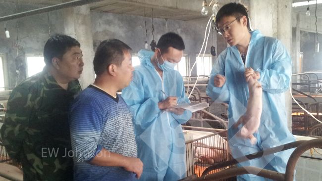 Figura 1:&nbsp;A visita &agrave; granja. James Herriot disse ao veterin&aacute;rio da granja: "Voc&ecirc; deve comparecer!"
