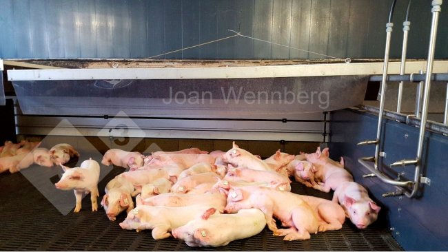 Imagem 1. Leitões com frio.