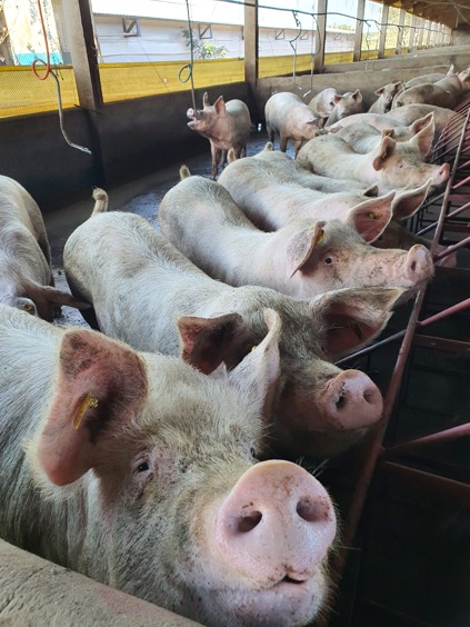 Fonte: Arquivo pessoal - Djane.
