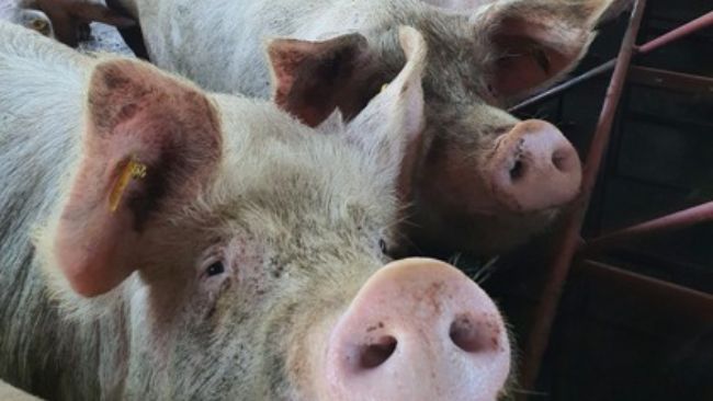 Fonte: Arquivo pessoal - Djane.
