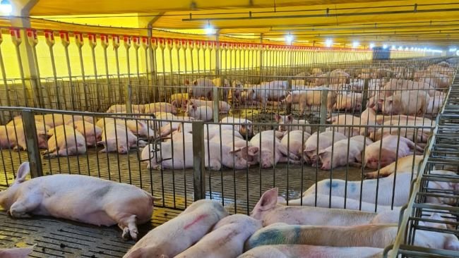 Fonte: Arquivo pessoal - Djane.