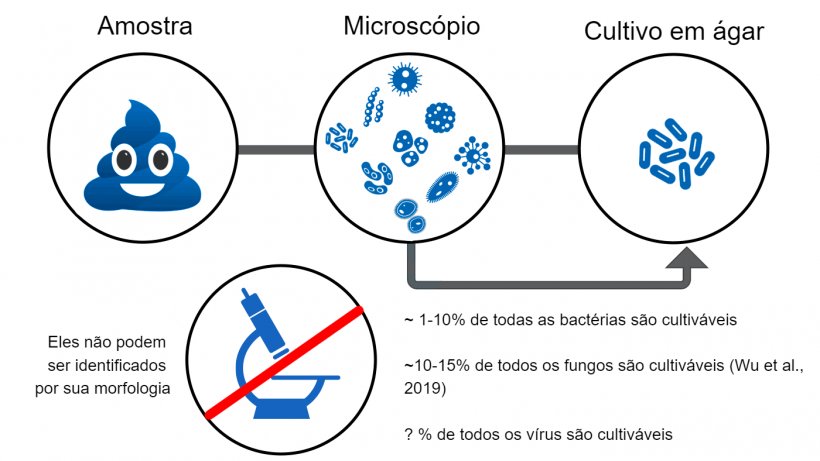 Figura 2 - Diagrama exemplificando &quot;a grande anomalia da contagem de placas&quot; (observa-se uma grande diversidade de microrganismos ao microsc&oacute;pio, mas essa diversidade n&atilde;o &eacute; recuperada pela cultura microbiana). A maioria dos microrganismos&nbsp;em amostras cl&iacute;nicas n&atilde;o &eacute; cultiv&aacute;vel em laborat&oacute;rio devido &agrave;s limita&ccedil;&otilde;es das t&eacute;cnicas comumente usadas. Portanto, o sequenciamento de DNA &eacute; usado para estudar a microbiota.
