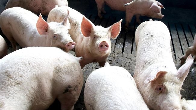 Fonte: Jaelson Lucas / AEN.