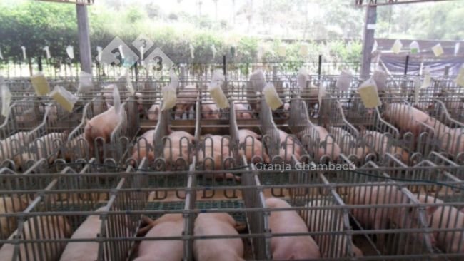 Sala de gestação, Granja Chambacú. Las Lajas Agropecuária S.A.S.