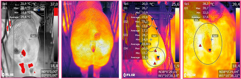 Imagen termográfica tomada mediante un dispositivo FLIR conectado a un Smartphone