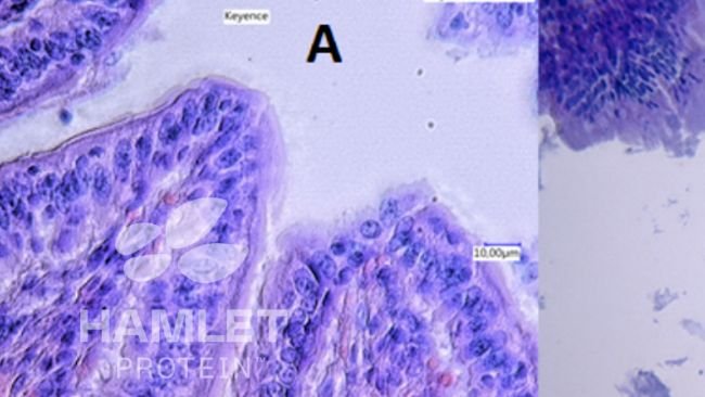 Figura 2. Imagens de microscopia eletrônica da mucosa intestinal de leitões alimentados com: (A) farelo de soja processado enzimaticamente para redução do teor de fatores antinutricionais (esquerda) e (B) farelo de soja convencional (direita). Na imagem B, lesões claras podem ser vistas. Direitos autorais das imagens Hamlet Protein.
