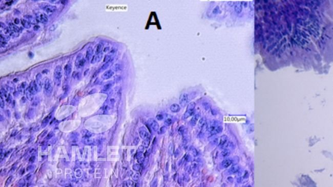 Figura 2. Imagens de microscopia eletr&ocirc;nica da mucosa intestinal de leit&otilde;es alimentados com: (A) farelo de soja processado enzimaticamente para redu&ccedil;&atilde;o do teor de fatores antinutricionais (esquerda) e (B) farelo de soja convencional (direita). Na imagem B, les&otilde;es claras podem ser vistas. Direitos autorais das imagens Hamlet Protein.
