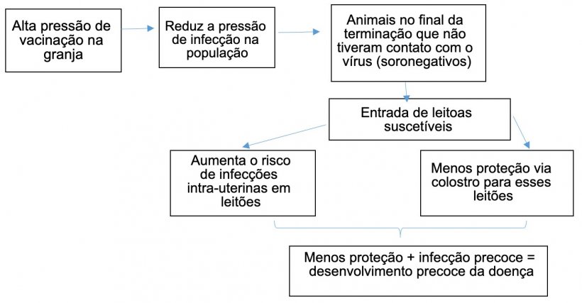 Figura 1: Evoluci&oacute;n de la epidemiolog&iacute;a de la infecci&oacute;n por PCV-2 en un contexto de vacunaci&oacute;n sistem&aacute;tica.

