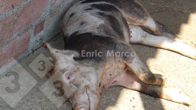Foto 1. Suíno que morreu por pneumonia causada por Actinobacillus pleuropneumoniae.