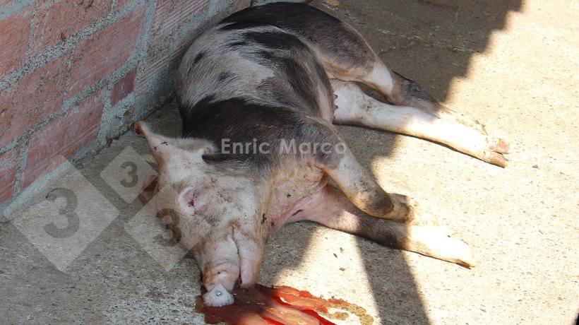 Foto 1. Su&iacute;no que morreu por pneumonia causada por Actinobacillus pleuropneumoniae.
