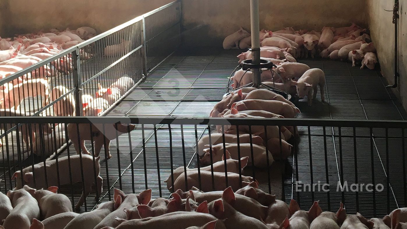 Foto 1. Leit&otilde;es com frio.
