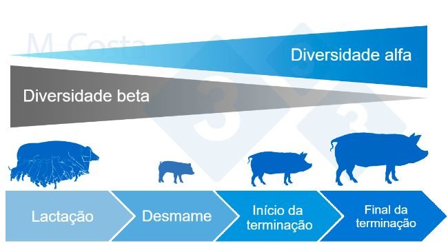 Figura 4. Dinâmica da diversidade alfa e beta durante a vida do suíno.