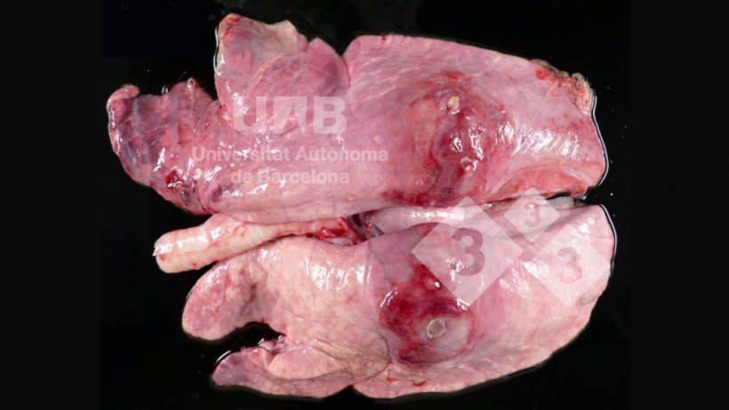Figura 1.Pleuropneumonia fibrino-necr&oacute;tica compat&iacute;vel com App. Fonte:&nbsp;UAB.
