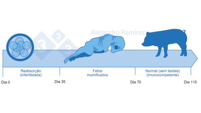 Infertilidade e fetos mumificados por Parvovirose.
