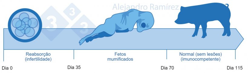 Infertilidade e fetos mumificados por Parvovirose.
