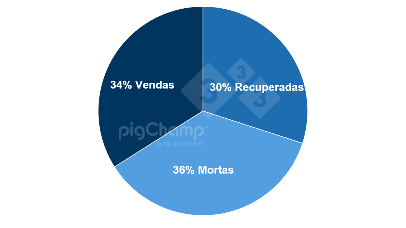 Distribuição de matrizes desmamadas 0 leitões por destino posterior