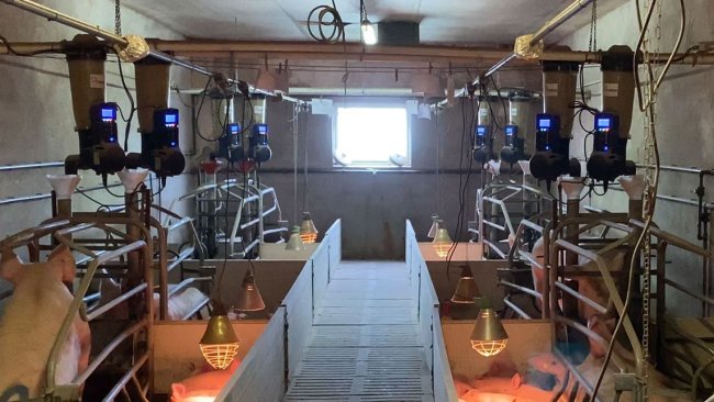 Imagem 1. Comederos eletrônicos em maternidade instalados em uma granja comercial.