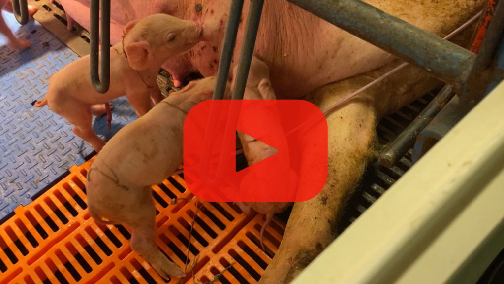 Vídeo: Como detectamos os sinais do parto?