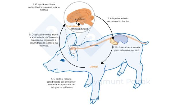 Figura 2. Minutos ou&nbsp;horas ap&oacute;s a ocorr&ecirc;ncia do estresse, o eixo hipot&aacute;lamo-hip&oacute;fise-adrenal (HPA) &eacute; ativado. A hip&oacute;fise secreta corticotropina que, ao atingir o c&oacute;rtex adrenal, provoca a secre&ccedil;&atilde;o de glicocorticoides, entre eles o cortisol. Os glicocortic&oacute;ides inibem a atividade da gl&acirc;ndula pituit&aacute;ria e do hipot&aacute;lamo, regulando assim a intensidade da resposta ao estresse. O cortisol tem sido amplamente utilizado como marcador de estresse em su&iacute;nos, bem como um teste n&atilde;o invasivo de saliva.
