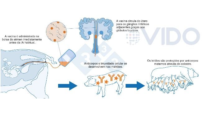Figura 1. Proposta de mecanismo para a vacina intrauterina: a vacina intrauterina é administrada no útero durante a inseminação artificial padrão ou pós-cervical para gerar uma resposta imune celular e mediada por anticorpos nas matrizes. São produzidos anticorpos colostrais, que são transmitidos aos leitões.