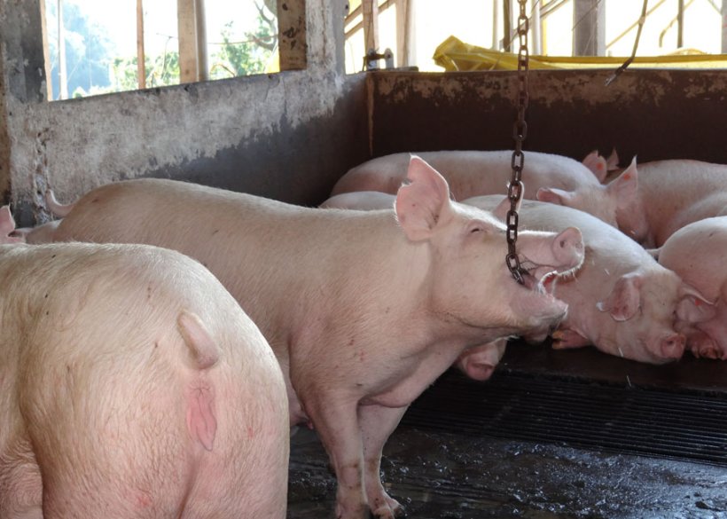 Fonte: Osmar Dalla Costa.