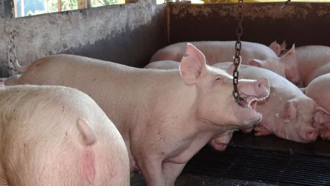 Fonte: Osmar Dalla Costa.