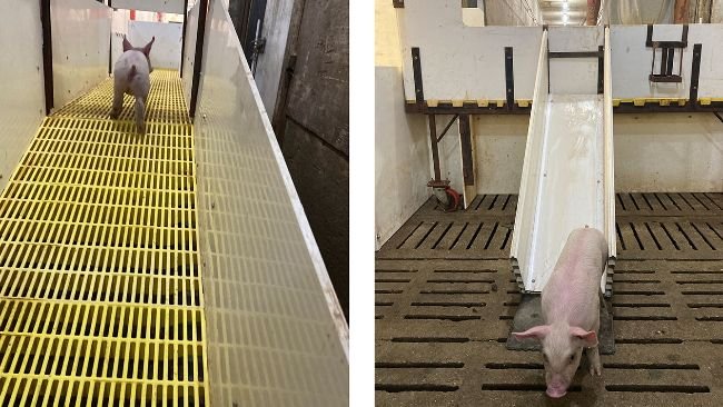 Figura 1. Os leitões acessam a rampa a partir do corredor e ali são classificados por sexo, direcionando-os através dos escorregadores localizados em ambos os lados.